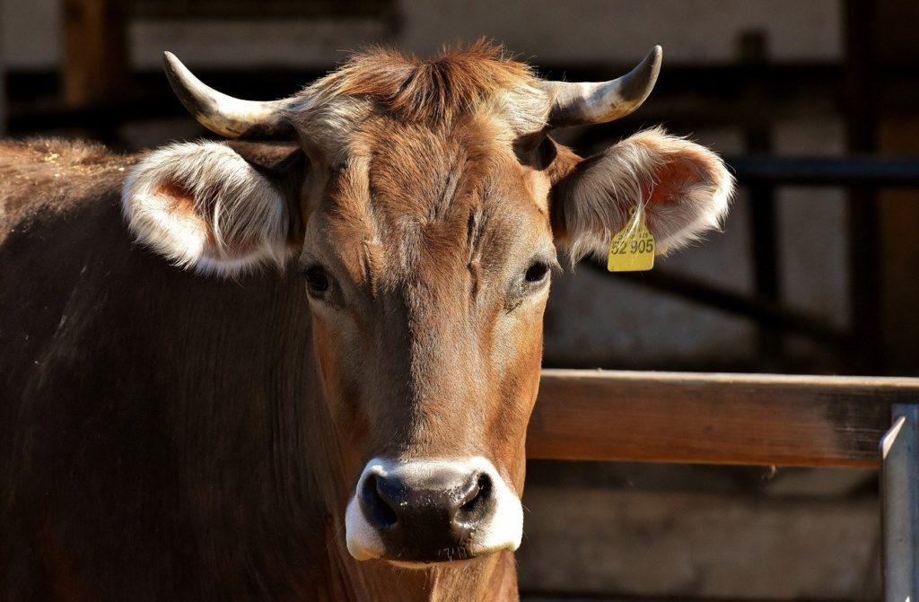 Почему китайцы не любят молочные продукты